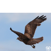 گونه سارگپه استپی Common Buzzard